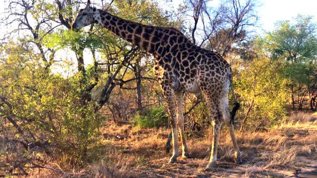 giraffes eating from the highest branches