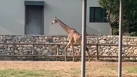 Kitano giraffe