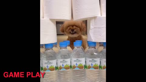 Funny & Cute puppy Compilation video 4