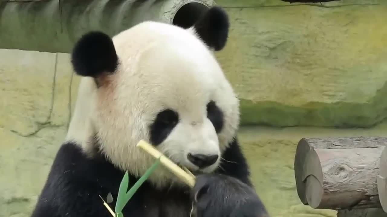 CUTE PANDA RELAXING VIDEO