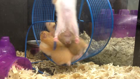 Multiple Hamsters running on the same wheel