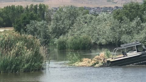 Amphibious Tank Smashing Phragmites on the water