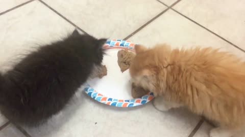 Persian Kittens meowing for food