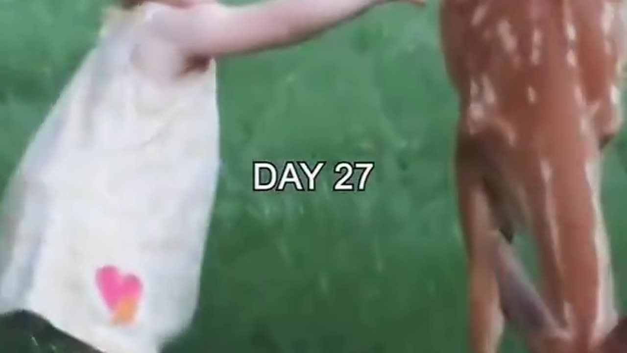Man rescues a deer from his pool... Then this happens..