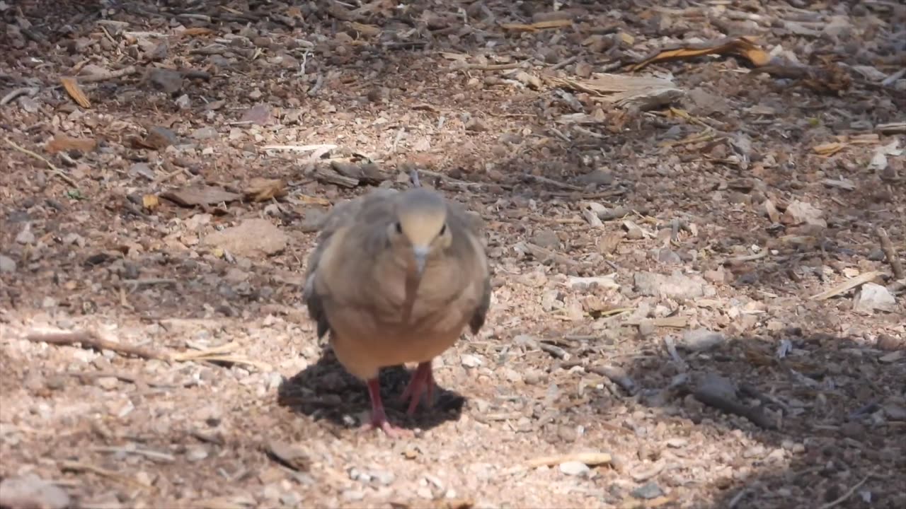 Wild birds and other animals in Las Vegas.