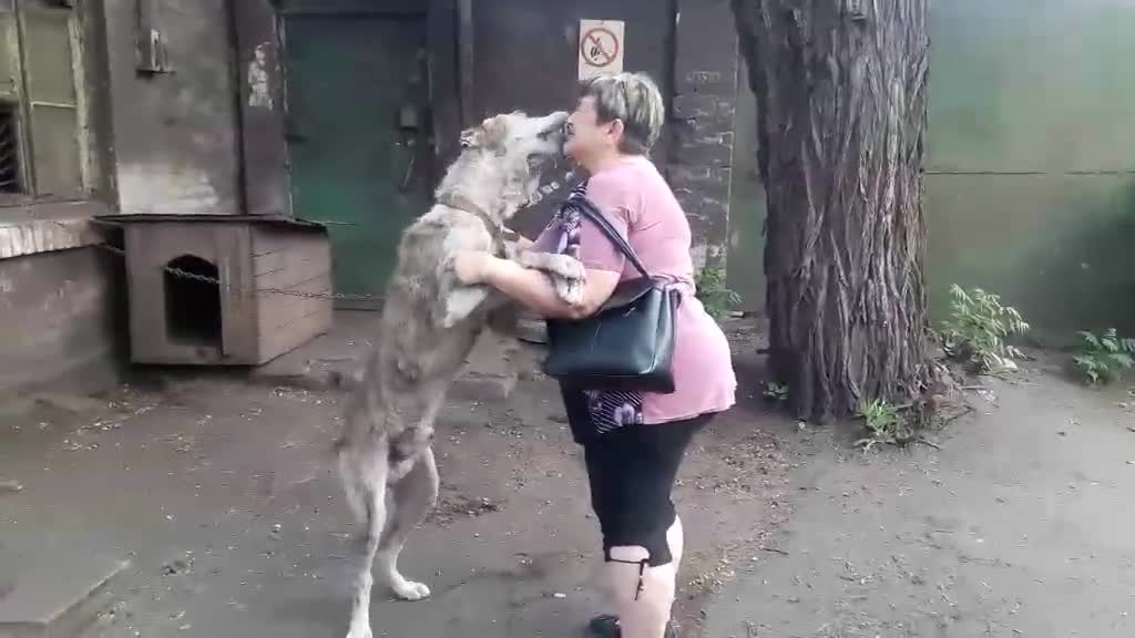 Dog Who Was Lost For Years Reunites With Owner