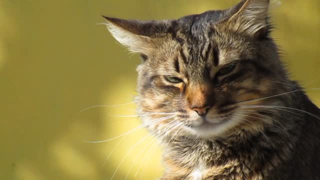 Cute Cat Having Insane Reactions