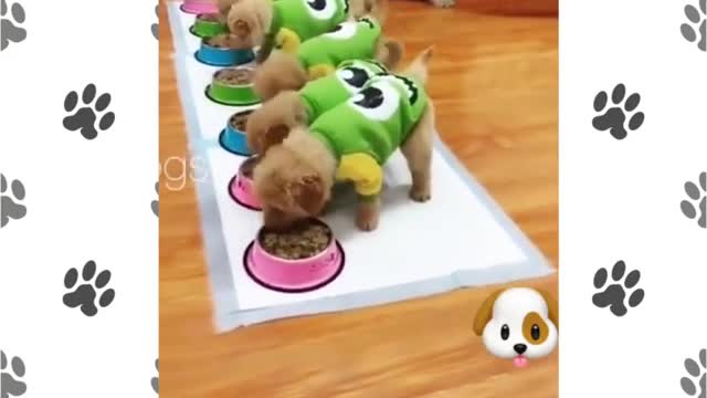 Doggy feeding it's babies 😍