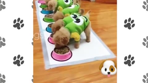 Doggy feeding it's babies 😍