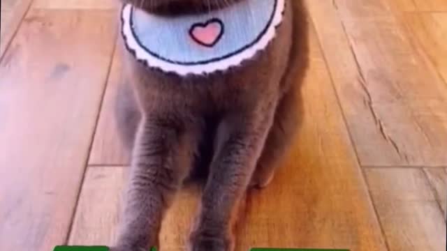 The cutest cat in the world