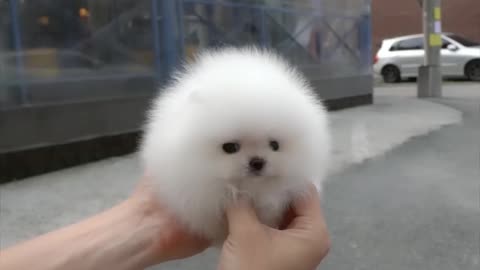 Cute white mini teacup Pomeranian puppy video