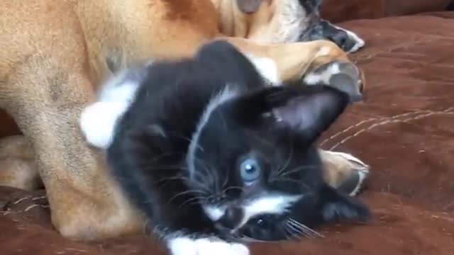 Cats Can't Stop Giving Their Dog Mom Kisses