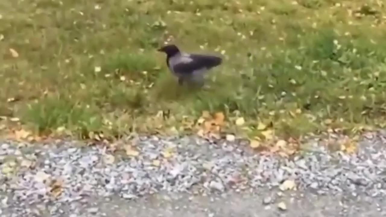 Comedy video🤣🤣