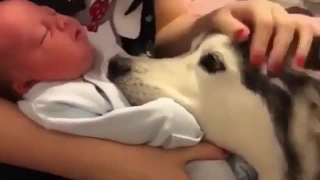 puppy coaxing baby to sleep