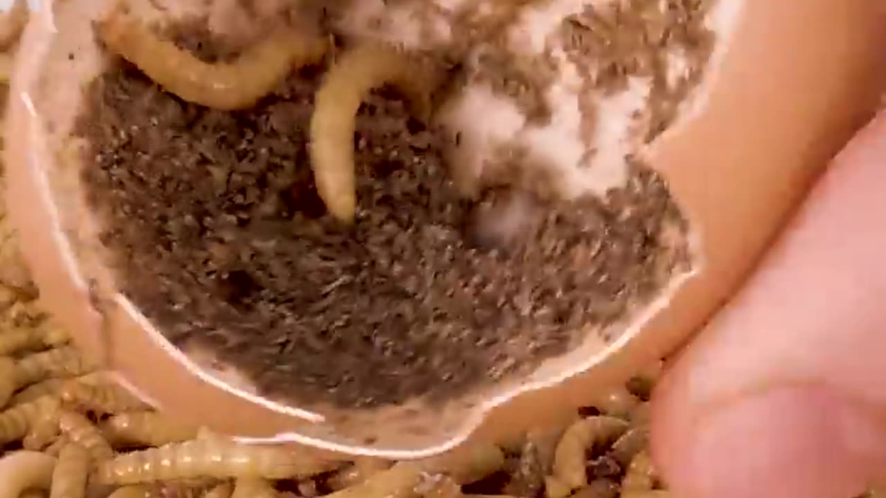 Mealworms vs BOILED EGG