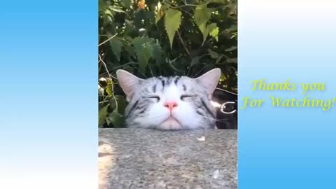 Cute Cats and Funny Dogs Videos Compilation 2021 (360p)