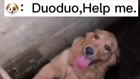 Dogs have emotions too_ please understand(720P_HD).mp4