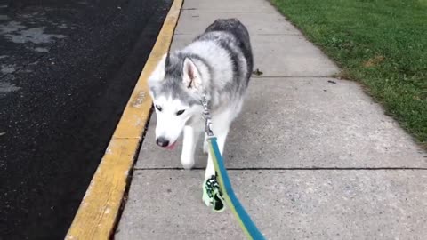 Stubborn husky refuses to eat food with pill in it