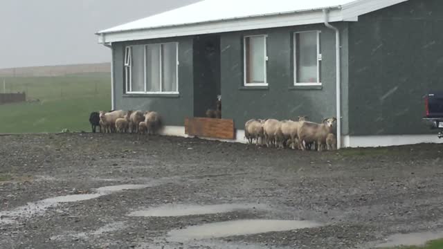 Ovejas salvajes de Islandia se protegen de una tormenta