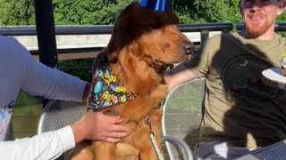 Big Bite of Birthday Cake for Man's Best Friend