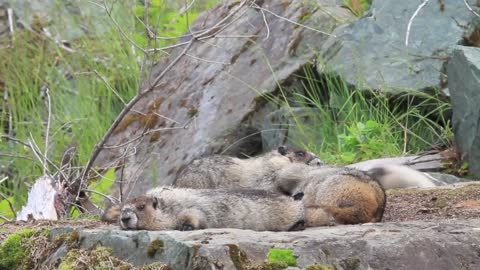 combat entre de membre de famille de marmotte