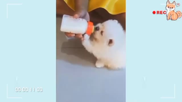 Baby dog cute and funny dog