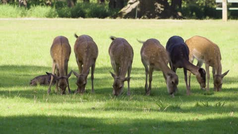 A herd of fallow deer grazes in a meadow by a forest on a sunny day