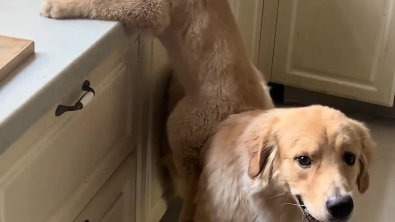 Funny animal video 4 ha ha ha