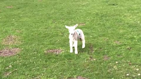 Cute baby lamb has a loud baa