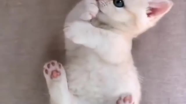 Cat fun way training.