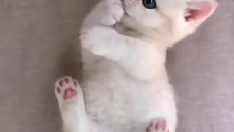 Cat fun way training.