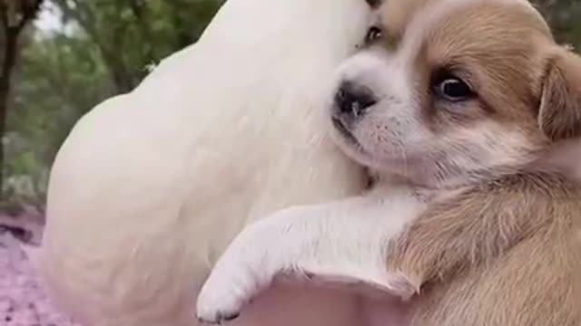 cute puppy love other animals