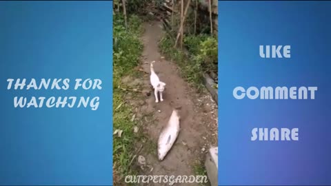 Funny Animal Fails 2021