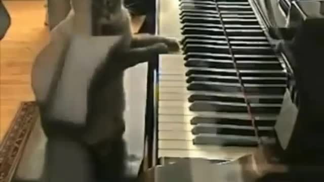 Cat😸 like piano 🎹