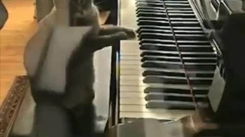 Cat😸 like piano 🎹