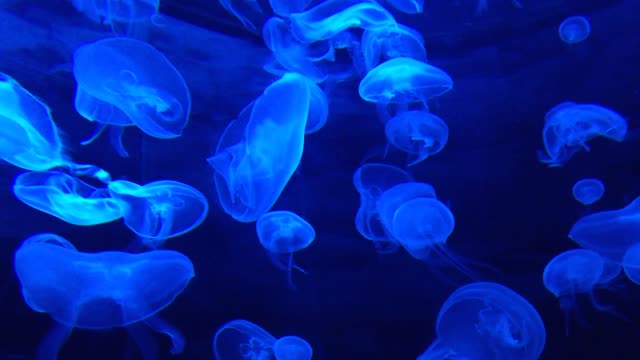 Diving and watching fish at the bottom of the sea