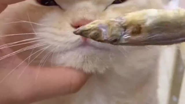 Omg! This cat smells fish and drools! Fortunately, it held its mouth.
