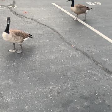 Geese dropped his Poo-Poo