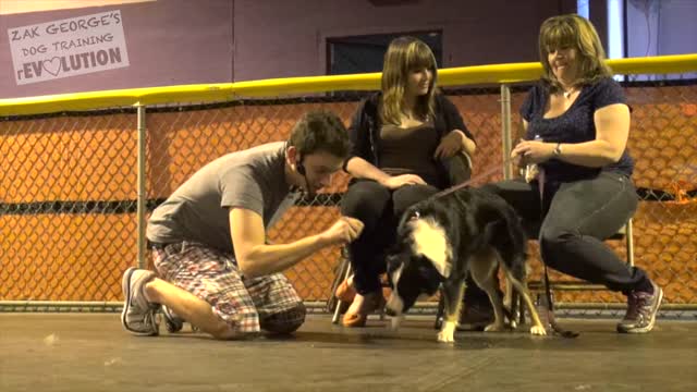 Dog Training Basics: Train any Dog with this Step by Step Guide