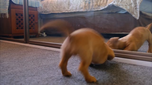 Dog sees himself in the mirror for the first time