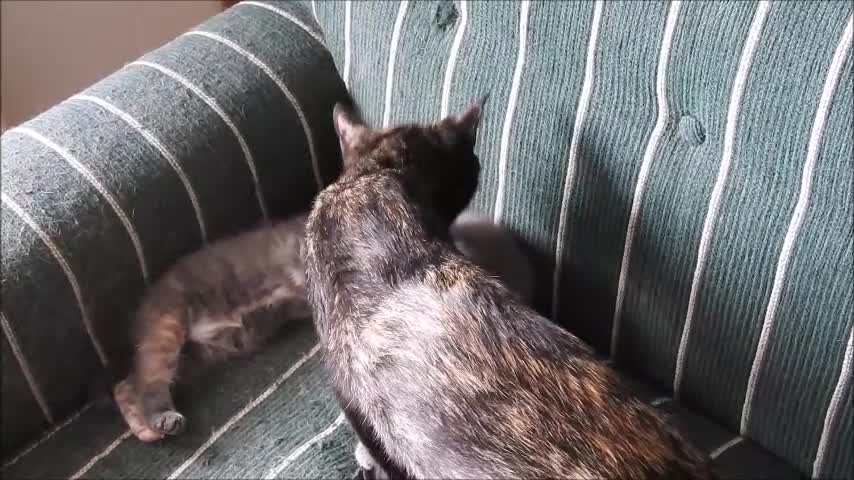 Rude little Kitten won't let sister sleep And then Mamma Cat gets involved