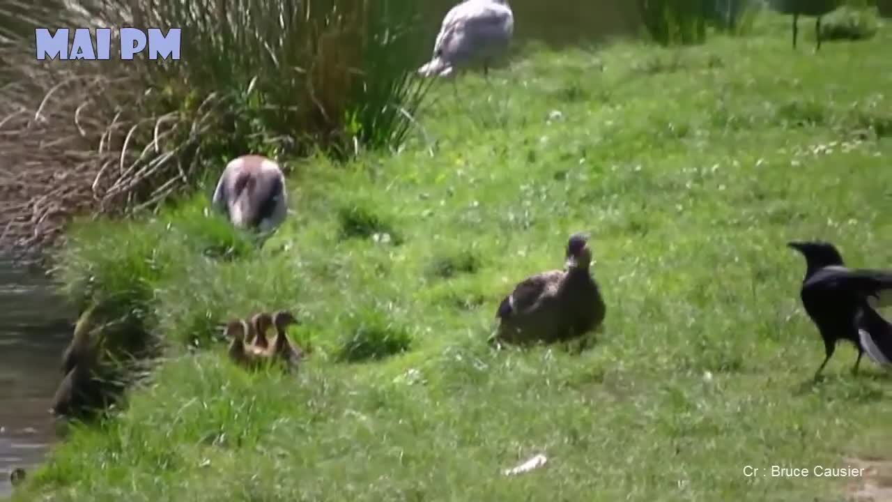 Animal Moms Protecting and looking out for their babies safety Videos Compilation