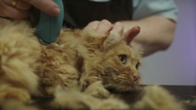 Shaving cat