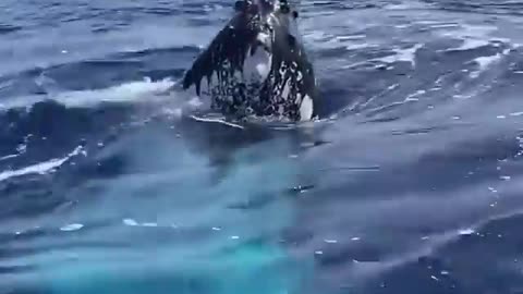 Magical moments under the surface with the humpback whales