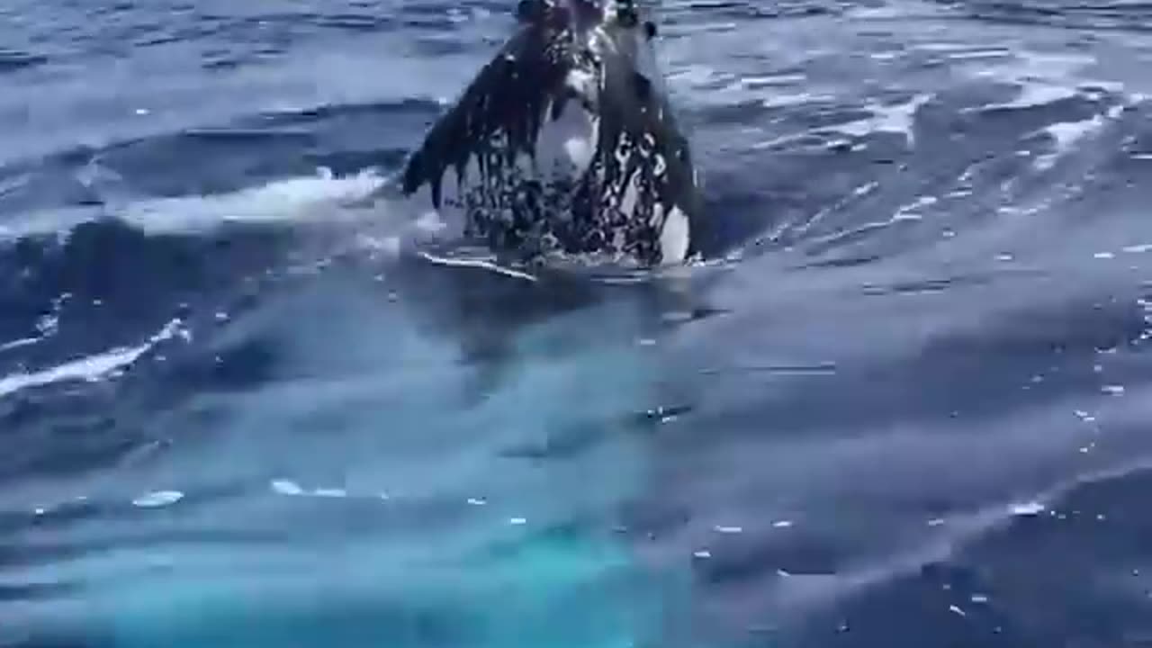 Magical moments under the surface with the humpback whales