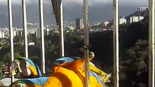 Breakfast with Macaws
