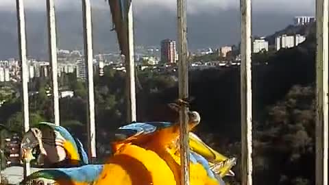 Breakfast with Macaws