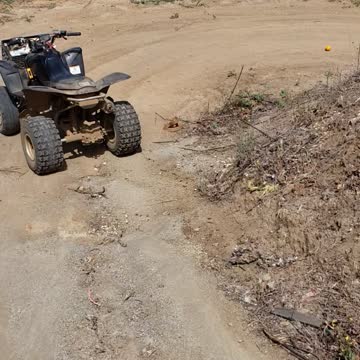 Young Western diamondback rattlesnake