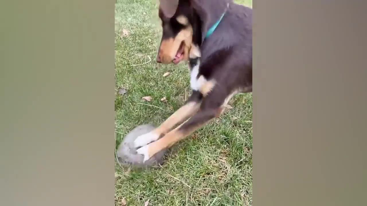 FUNNY DOG VIDEO