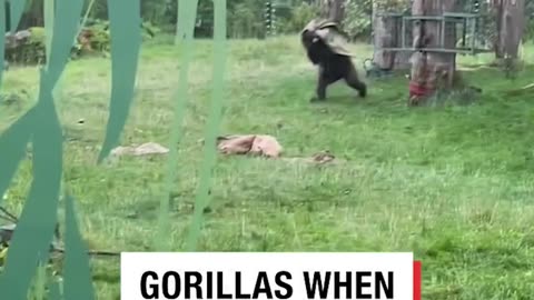 Gorillas in the zoo